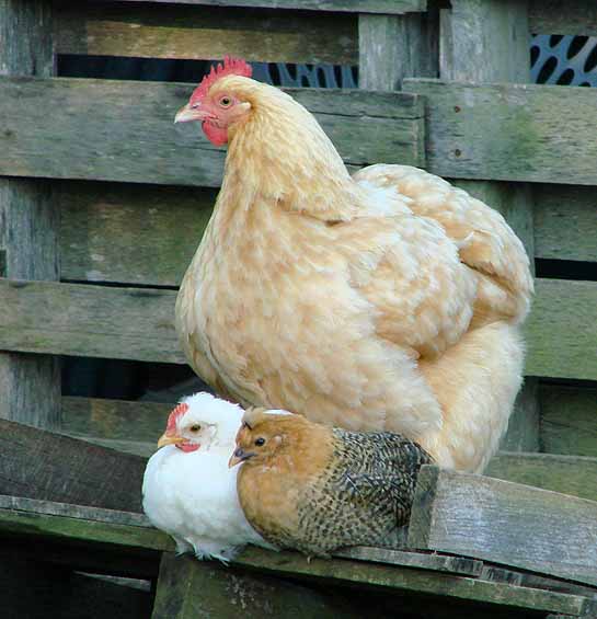 hen