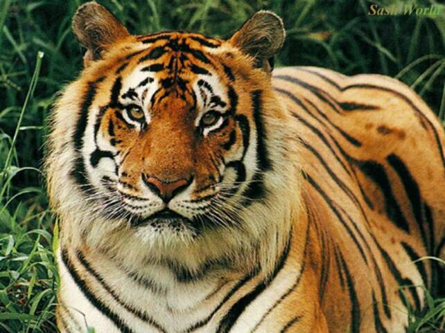 hd wallpaper tiger. HD wallpaper wallpaper
